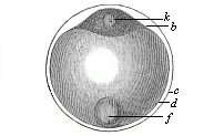 Fig.52. Ovum of a deep-sea bony fish.