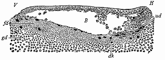 Fig.56. Longitudinal section of the blastula of a shark (Pristiurus) at the beginning of gastrulation.