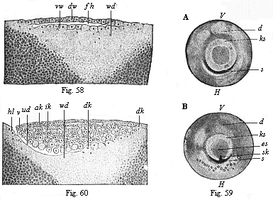 Fig.58. Vertical section of the bastula of a hen. Fig. 59. The germinal disk of the hen’s ovum at the beginning of gastrulation. Fig. 60. Longitudinal section of the germinal disk of a siskin.