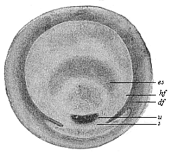 Fig.62. Germinal disk of the lizard.