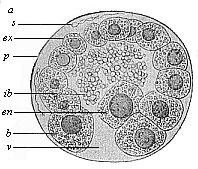 Fig.64. Blastula of the opossum (Didelphys).