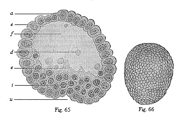 Fig.65. Blastula of the opossum (Didelphys) at the beginning of gastrulation. Fig. 66. Oval gastrula of the opossum (Didelphys), about eight hours old.