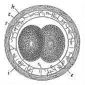 Fig. 69 Incipient cleavage of the mammal ovum (from the rabbit).