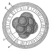 Fig. 71 Mammal ovum with eight segmentation-cells (from the rabbit).