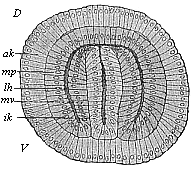 Fig.77. Coelomula of sagitta, in section.