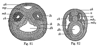 Figs. 81 and 82. Transverse section of amphioxus embryo.