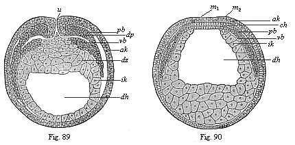 Figs. 89 and 90. Transverse section of coelomula embryos of triton.