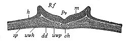 Fig.92. Transverse section of the chordula-embryo of a bird (from a hen’s egg at the close of the first day of incubation).