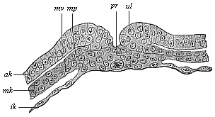 Fig.96. Transverse section of the primitive groove (or primitive mouth) of a rabbit.